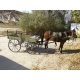 Home Comforts Wagon Coach Horse Horse Drawn Carriage Dare-20 Inch By 30 Inch Laminated Poster With Bright Colors And Vivid Imagery-Fits Perfectly In Many Attractive Frames