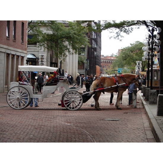 Home Comforts Horse Horse-drawn Boston Carriage Coach Tourist-20 Inch By 30 Inch Laminated Poster With Bright Colors And Vivid Imagery-Fits Perfectly In Many Attractive Frames