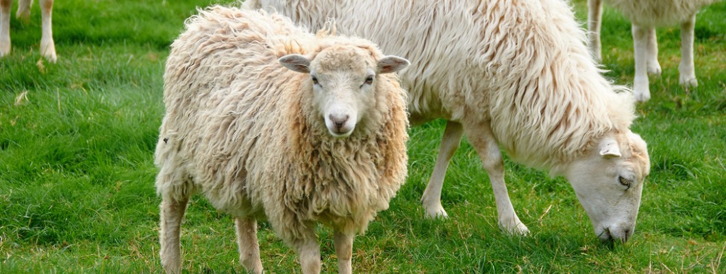 The Lamb Shearing Event in Ottawa To Find Out About Wool